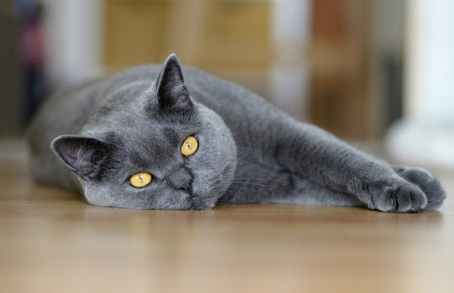 Chartreux là một giống mèo có sức khỏe sinh sản tốt, có thể sinh sản từ 1 đến 2 lần một năm, mỗi lần sinh từ 3 đến 6 con