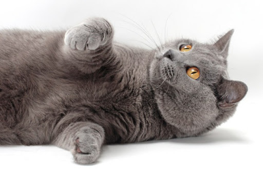 Mèo Chartreux thuần chủng nhập sẽ có giá từ 70 triệu đồng trở lên