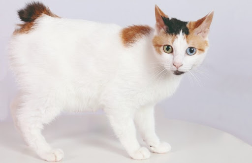 Dù có nguồn gốc nào đi nữa, mèo cộc đuôi Nhật Bản đều là một giống mèo độc đáo và đáng yêu