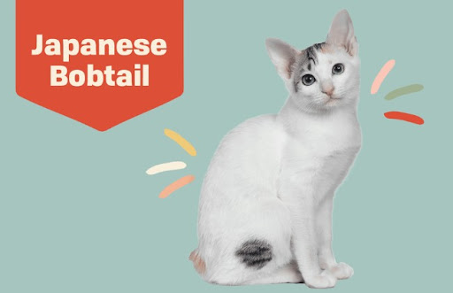 Mèo tam thể cũng là một hình ảnh quen thuộc trong nghệ thuật và văn hóa truyền thống của Nhật Bản