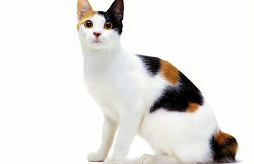 Giá một bé mèo Japanese Bobtail dao động từ 200 đến 800 USD, tương đương từ 4,6 triệu đến 18,4 triệu đồng