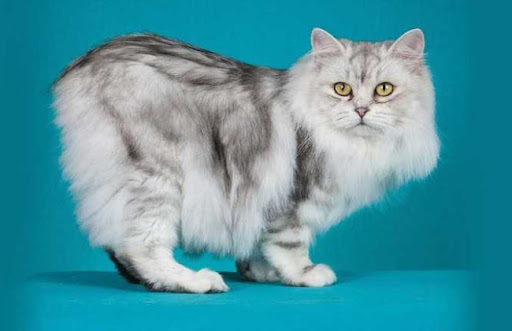 Mèo Cymric là kết quả của sự lai tạo giữa mèo Manx và các giống mèo lông dài khác