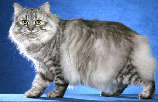 Đặc điểm nổi bật nhất của mèo Cymric là chúng không có đuôi