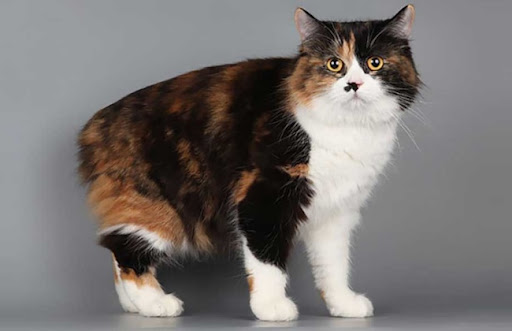 Mèo Cymric là một giống mèo có bộ lông dày và dài, nên cần được chăm sóc kỹ lưỡng