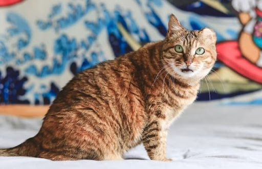 Mèo Dragon Li thường có màu lông là màu tabby