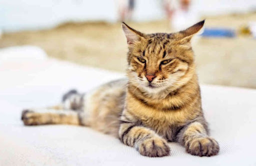 Mèo Dragon Li là giống mèo rất phù hợp để nuôi trong nhà, vì chúng không quá hiếu động và quậy phá