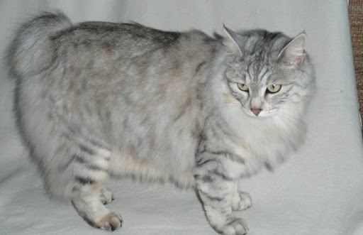 Mèo cộc đuôi Kuril là một tên gọi dựa trên đặc điểm ngoại hình của giống mèo này