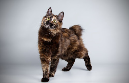 Mèo cộc đuôi Kuril có thể có hai dạng: lông ngắn và lông dài. Bộ lông của chúng rất mềm, mượt và ít bị rối