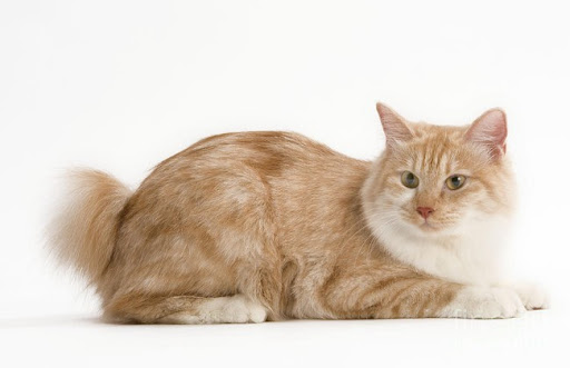 Trung bình, một con mèo cộc đuôi Kuril có thể sống từ 14 đến 20 năm