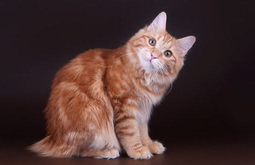 Bạn có thể tìm mua mèo Kuril ở các trại giống, các cửa hàng thú cưng, các hội nhóm mèo trên mạng xã hội hoặc các trang web bán mèo trực tuyến