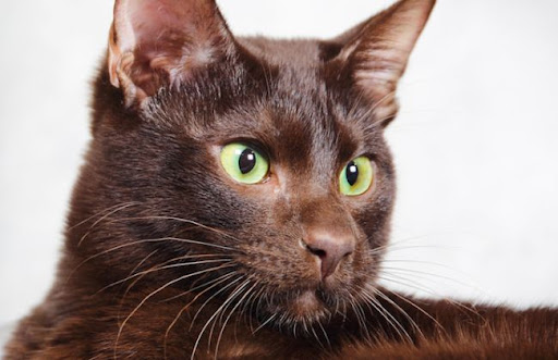 Giống mèo này có nguồn gốc từ Anh, được lai tạo từ mèo Xiêm màu chocolate và mèo nhà màu đen