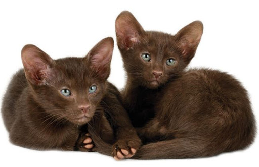 Giá của một con mèo Havana Brown có thể từ 800 đến 1500 USD