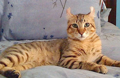 Năm 2018, Mèo Highlander đã được TICA công nhận là một giống mèo mới
