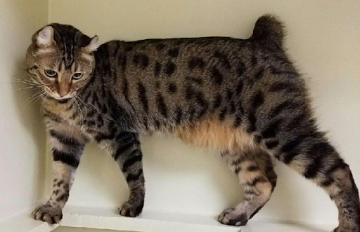 Mèo Highlander có ngoại hình độc đáo với đôi tai cong và xoắn, đuôi ngắn và cơ thể lực lưỡng