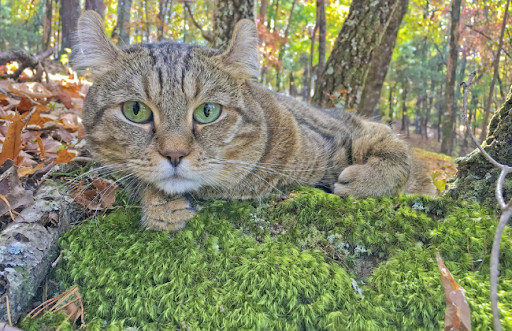 Mèo Highlander có gen của mèo rừng, nên chúng thích khám phá mọi thứ xung quanh