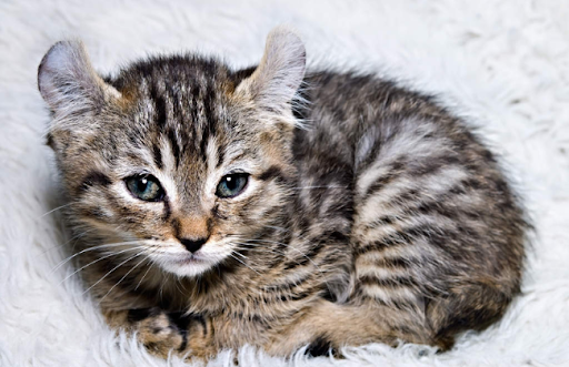  Nên chọn một con mèo Highlander từ 3 đến 4 tháng tuổi, khi mèo đã được cai sữa mẹ