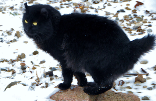 Một chú mèo Highlander lông dài màu đen tuyệt đẹp