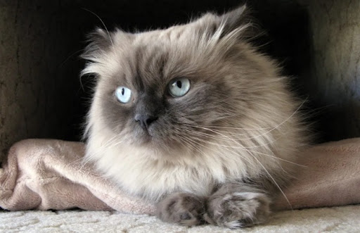 Mèo Himalaya là kết quả của việc phối giống giữa mèo Ba Tư và mèo Xiêm
