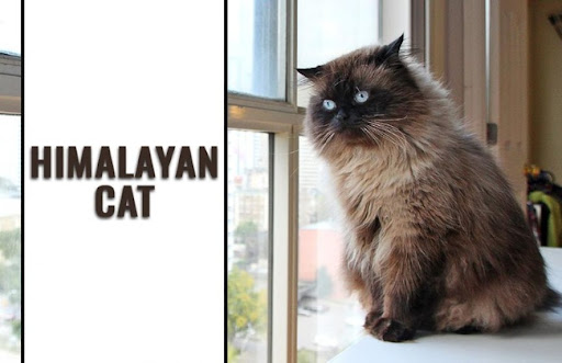 Mèo Himalaya là giống mèo lai, nên chúng thừa hưởng cả ưu điểm và nhược điểm của hai giống mèo Ba Tư và mèo Xiêm