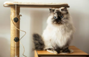Mèo Himalaya – Cách chăm sóc và huấn luyện giống mèo lông dài quý phái