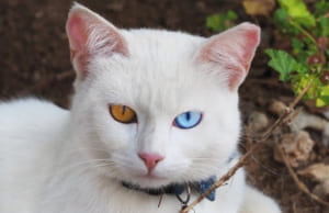 Khám phá vẻ đẹp của mèo Khao Manee: Mèo mắt hai màu