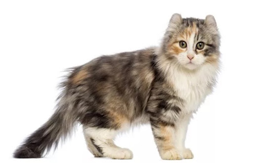 Mèo Kinkalow được lai tạo từ hai giống mèo nổi tiếng là Munchkin và American Curl