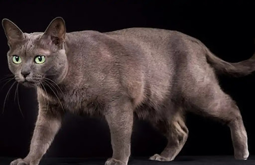 Mèo Korat có bộ lông ngắn, mịn và ít rụng, nên không cần tắm thường xuyên