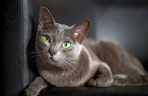 Mèo Korat có tuổi thọ trung bình từ 12 đến 16 năm, tùy thuộc vào điều kiện sống, chăm sóc và di truyền