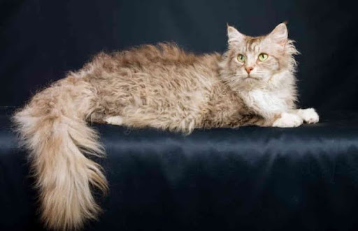 Mèo LaPerm có hai loại lông: ngắn và dài. Bộ lông của chúng có thể có nhiều màu sắc và hoa văn khác nhau