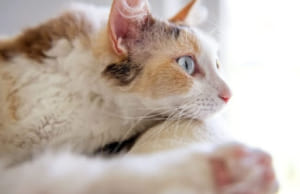Mèo LaPerm: Giống mèo quý hiếm và đắt đỏ bậc nhất thế giới