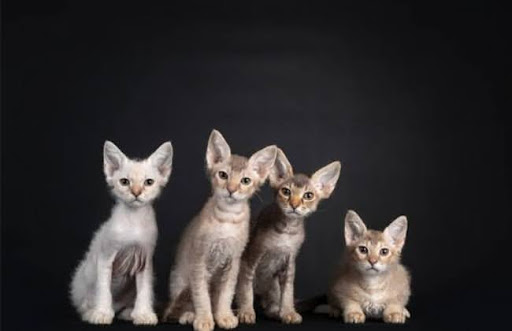 Một số mèo LaPerm có thể bị hói hoặc có lông thẳng khi sinh ra, nhưng hầu hết chúng đều phát triển bộ lông xoăn khi trưởng thành