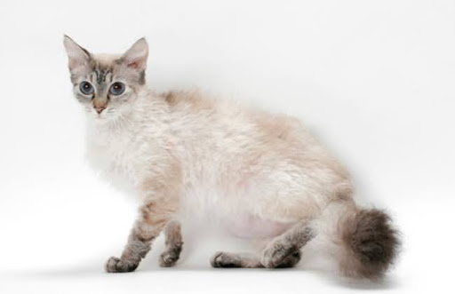 Mèo Laperm có giá khá cao và rất khó tìm mua tại Việt Nam