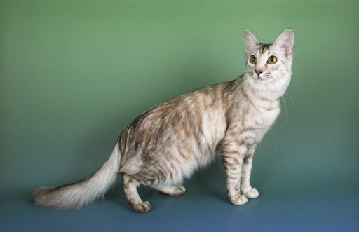Đặc điểm của một chú mèo lông dài phương Đông thuần chủng