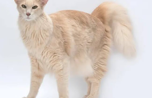 Mèo lông dài phương Đông có thể bị suy giảm miễn dịch mèo do nhiễm virus FIV, là một loại virus gây ra các triệu chứng tương tự như HIV ở người