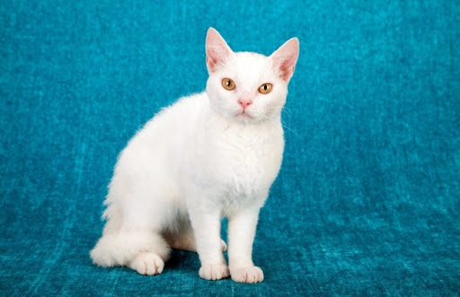 Bạn nên chọn mua mèo lông gợn sóng Hoa Kỳ khi chúng từ 2 đến 3 tháng tuổi, vì đây là thời điểm mèo đã được cai sữa