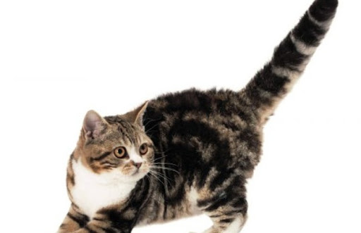 Bệnh tiểu đường ở mèo có thể do di truyền, béo phì, stress