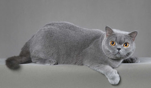 Đầu của mèo lông ngắn châu Âu có hình tròn, với trán phẳng và mõm ngắn