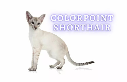 Đây là một giống mèo lai do con người tạo ra bằng cách ghép giữa mèo Xiêm và mèo lông ngắn Anh