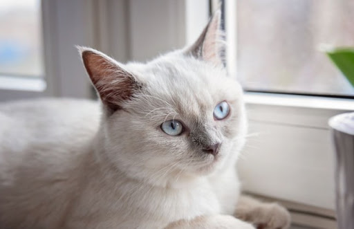 Mèo lông ngắn Colorpoint là một giống mèo rất thông minh, vui tươi và thân thiện với mọi người