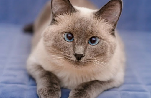 Giá mèo lông ngắn Colorpoint dao động từ 10 - 50 triệu đồng