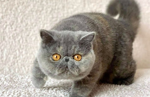 Giống mèo Ba Tư lông ngắn được Hiệp hội mèo thế giới (CFA) công nhận vào năm 1966