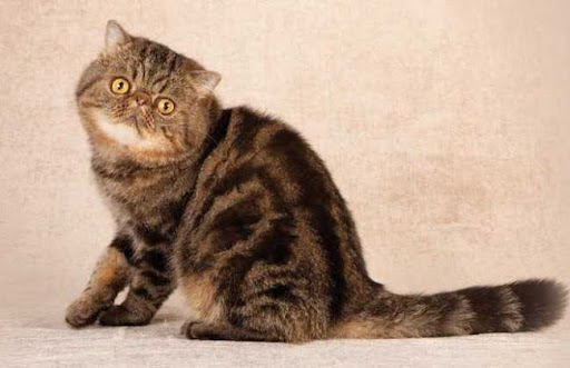 Mèo lông ngắn Ba Tư giao tiếp bằng ánh mắt và cố giao tiếp với chủ nuôi qua tiếng kêu của mình