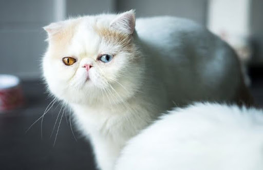 Một trong những bệnh thường gặp ở mèo lông ngắn Ba Tư là bệnh hẹp xương mũi, do đặc trưng khuôn mặt ngắn và mũi lõm