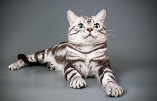 Mèo lông ngắn Hoa Kỳ có nguồn gốc từ châu Âu, được đưa vào nước Mỹ vào thế kỷ 17 bởi các thương nhân người Anh