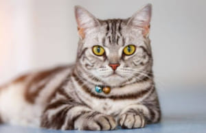 Mèo lông ngắn Hoa Kỳ -Nguồn gốc, đặc điểm, tính cách, giá cả
