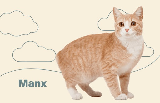 Mèo Manx có thân hình tròn trịa, mỗi con trưởng thành nặng từ 4 đến 6kg