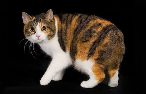 Mèo Manx là một giống mèo rất thông minh và khéo léo