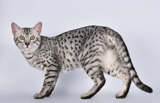 Mèo Mau Ai Cập là một trong những giống mèo lâu đời nhất trên thế giới
