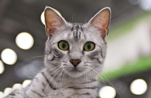 Mèo Mau Ai Cập là một giống mèo có nhu cầu dinh dưỡng cao hơn so với các giống mèo khác