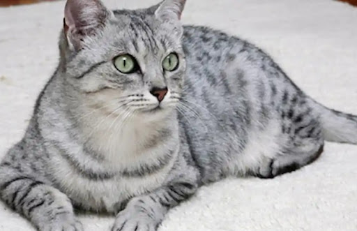 Mèo Mau Ai Cập là một giống mèo có khả năng sinh sản cao, thường có từ 4 đến 6 mèo con trong một lứa